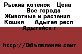 Рыжий котенок › Цена ­ 1 - Все города Животные и растения » Кошки   . Адыгея респ.,Адыгейск г.